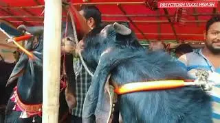 পটিয়া থানার হাট পাটা ছাগলের বাজার। #subscribe #youtube #travel #bike #বাজার #পাটা#পটিয়া #চট্টগ্রাম