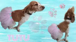 TUTU PARA PERRITA SUPER FACIL🐾