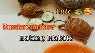 Cute Russian Tortoise Eating Cucumber 🐢🥒
