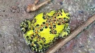 Crucifix toad frog