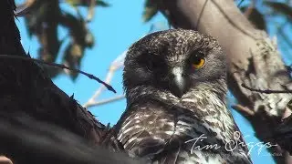 Powerful Owl (Ninox strenua) regurgitating a pellet.  Video Clip 1/1