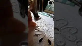 Gotinhas em rechiliê