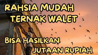 BONGKAR CARA TERNAK WALET RUMAHAN BAGI PEMULA PALING MUDAH!!HASILNYA AUTO KAGET