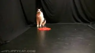 Stalking FlippyCat