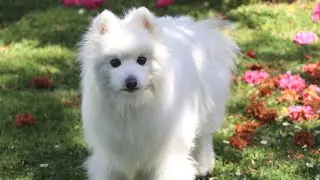 Springtime Spitz