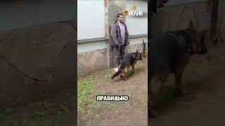 как защититься от собаки? #НЕдрессировка #воспитаниесобак #домашниеживотные #dogtraining