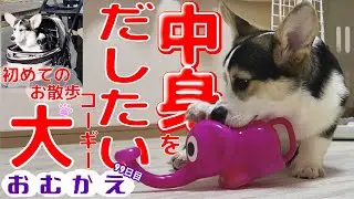 【コーギー】初めてのお散歩に挑戦！あとゾウさんのジョウロに入った二つのピンポン玉を出したいコーギー【生後五ヶ月の子犬】