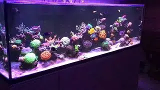 Aquatic Life T-5 Hybrid Lights with Radion XR15