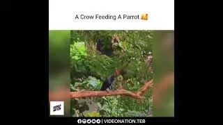 ❤️👀 A Crow Feeding A Parrot #shorts #lovely #birds #youtubeshorts