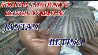 SIKATAN LONDO KW /KANCILAN BAKO JANTAN DAN BETINA