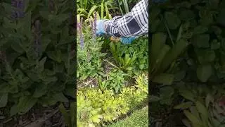 How to Manage Hyacinth Leaves After Blooms