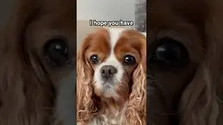 I hope you have&hellip; #cute #puppy #dogshorts #pets #dogs #doglove