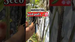 Harvesting seed pods for future🫛🌱