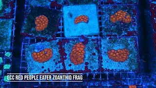 Stock Spotlight: ECC Red People Eater Zoanthid Frag