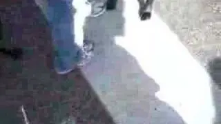 See Spot Walk