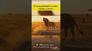 🦁 Le rugissement du lion&hellip; entendu &agrave; 8 km ! #lion #danslabulledecali #motivation