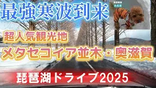 【雪道ドライブ】大人気絶景観光スポット　有名なメタセコイヤ並木は紅葉だけじゃない　滋賀県編