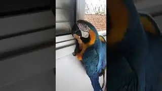 Arara malcriada briga com a dona e com o irmão! #King e #Thor #macaw #cool #ararafanfarrona