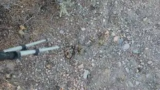 NV elk scouting ○○ old poop , big guy? ♤♡