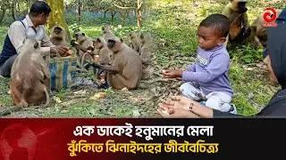 এক ডাকেই হনুমানের মেলা, ঝুঁ'কিতে ঝিনাইদহের জীববৈচিত্র্য | Asian Television