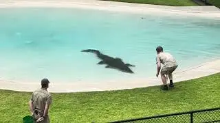 Robert Irwin feeding a crocodile at Australia Zoo