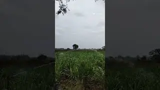 waiting for the monsoon 🌧️#desiroots #raingun#farm life