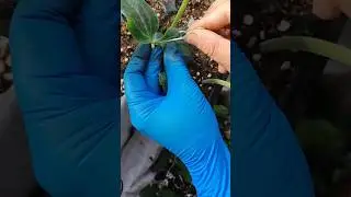 Watermelon grafting, resistance to repeated cropping 🌱 #kalam #watermelon #grafting #shorts #trend
