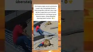 Der L&ouml;we, der Mitgef&uuml;hl statt Instinkt w&auml;hlte 🦁💛