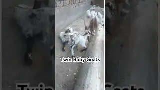 Goat Gives Birth to 2 Babies 🐐 | Newborn Baby Goats First Steps #Shorts