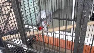 Coca ce fait un gros calin avec &ccedil;a plume