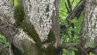 непонятное дерево/немного тополь, немного береза))) у воды