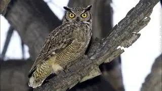 Dr. Bubo bubo