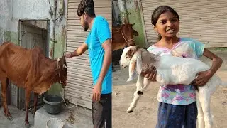 Pet House Me New Pet Cow Agai 😍 || Mitha pets vlog