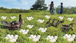 Top fishing!! two brothers fishing thousand eggs with mother duck in green grass