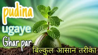 pudina kaise ugaye | mint farming | Pudina ugaye bottle me पुदीना बोतल में उगाए ऑर्गेनिक