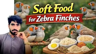 How to Make Soft Food for Zebra Finches  Secret Soft Food for Zebra Finches Finches Breeding Farmula