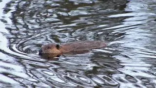 Beaver Hills Biosphere | Northwest Profiles (2017) | KSPS PBS