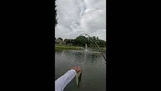 Zoom bubblegum trick worm largemouth bass
