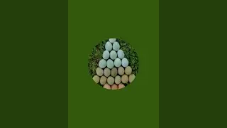 Granja do Açude está ao vivo!