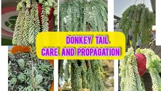 Full Care and Propagation Of Donkey Tail/ Buro's Tail/ Hardy Succulent for Hanging Baskets/ #garden