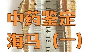 揭秘系列&mdash;&mdash;海马（一）：三斑海马都有三个斑点吗？ 海马的真伪鉴别#海马 #三斑海马 #中医药 #中药鉴定 #真伪鉴别