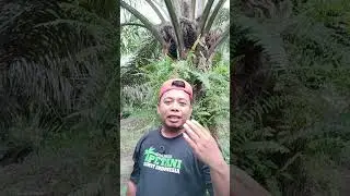 Membahas sawit adi pak tani  super unggul #perkebunan #petanimuda #unggul #ppks #Cabutan #mariles