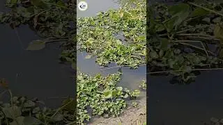 Wow! Amazing Hook Fishing video in Beel water(part-24) #hook_fishing #bigfish #fishvideo #shorts