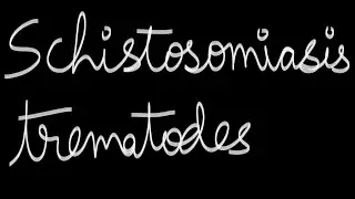 Шистосомиаз - Трематоды