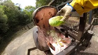 カバにキャベツをあげまくってみた Feeding Hippo