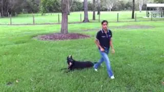 Drop Stay Under Distraction (Off-Lead)