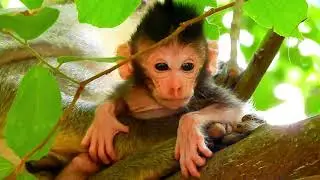Newborn baby monkey Charlee so adorable, Charlee get best care form mom Carla