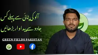Potato Crop Boost &ndash; Sirf 2 Hafte Pehle Boron Spray Se Zabardast Production | Potato Boron Benefits