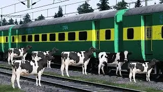 CRAZY COW HERD CRUSHED BY TRAIN at unmanned level crossing in indian train simulator