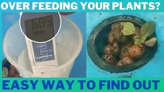 Over Feeding Your Plants? | Easy Way To Find and How to Fix